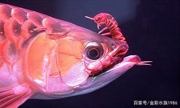 龍魚吃蜈蚣會(huì)增色嗎？（龍魚吃蜈蚣會(huì)發(fā)色嗎？）